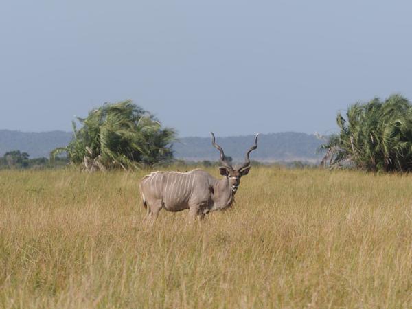<h3><a href="/trips/safari/biota/animalia/chordata/mammalia/artiodactyla/bovidae/tragelaphus strepsiceros/tragelaphus strepsiceros-en.html">Tragelaphus&nbsp;strepsiceros</a> / Greater&nbsp;kudu / Grote&nbsp;koedoe</h3>OM-1 with M.40-150mm F2.8 + MC-14, 1/1000 sec at F4.0, ISO 125, distance 75.8&nbsp;m